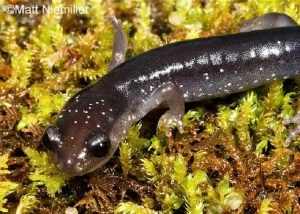 Southern Application Salamander, dark grey on green moss. Photo Credit: Matt Niemiller.