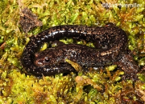 Southern Ravine Salamander, dark brown with spots on green moss. Photo Credit: Matt Niemiller.