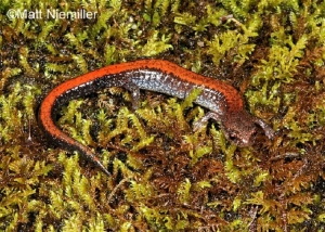 Southern Red Backed Salamander, Brown with orange stripe on back. Photo Credit: Matt Niemiller.