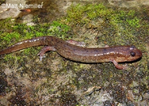 Spotted Dusky Salamander, light grey with black spots on mossy rocks. Photo Credit: Matt Niemiller.