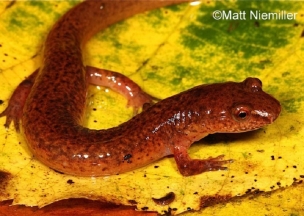 Spring Salamander on yellow leaf