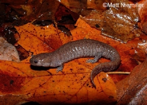 Steamside Salamander