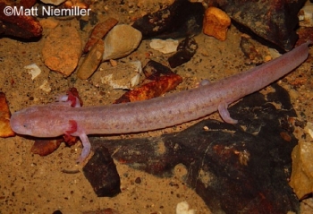 Tennessee Cave Salamander