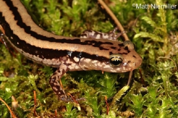 Three Lined Salamanders