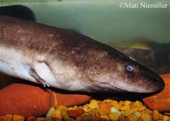 Three Toed Amphiuma