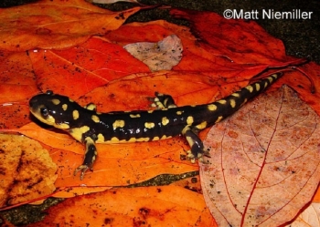 Tiger Salamander