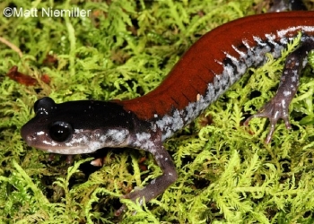 Yonahlossee Salamander on moss