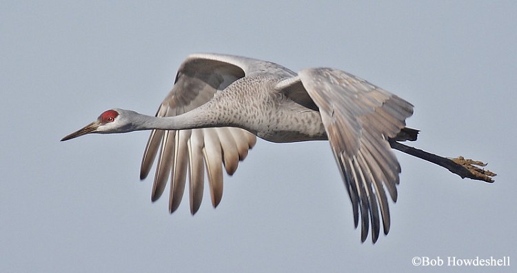 Sand Hill Crane in Flight