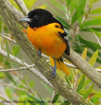 Baltimore Oriole. Photo Credit Dave Hawkins.