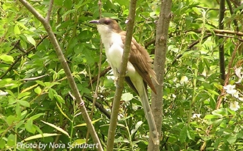 Black-billed Cuckoo. Photo Credit Nora Schubert.
