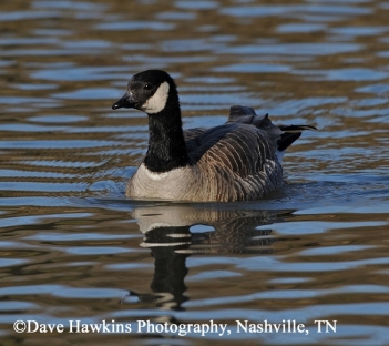 Cackling Goose on water. Photo Credit Dave Hawkins.