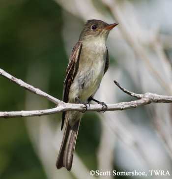 Eastern Wood Pewee