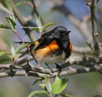 American Redstart in tree.