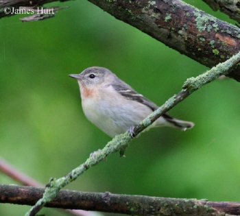 Bay Breasted Warbler. Photo Credit: James Hurt.