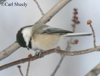 Black Capped Chickadee on branch. Photo Credit Carl Sheely.
