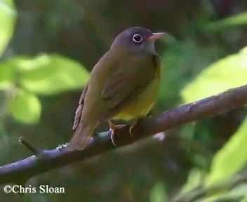Connecticut Warbler on branch. Photo Credit: Connecticut Warbler.