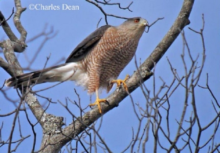Adult Cooper Hawk in a tree, Photo Credit: Charles Dean
