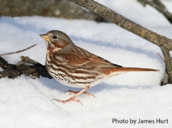Fox Sparrow on snow. Photo Credit: James Hurt.