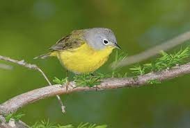 Nashville Warbler on small branch.