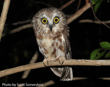 Northern Saw Whet Owl. Photo Credit Scott Somershoe.