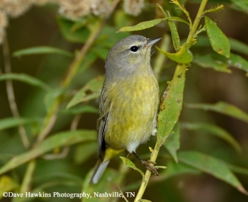 Orange Crowned Warbler on a small branch. Photo Credit Dave Hawkins.