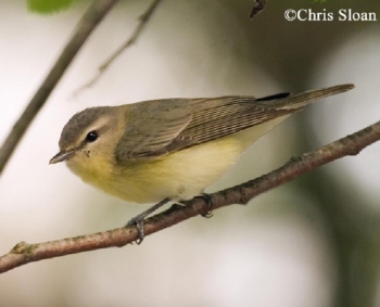 Philadelphia Vireo. Photo Credit: Chris Sloan.