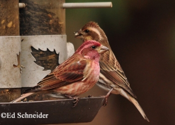 Pair of Purple finches. Photo Ed Schneider.