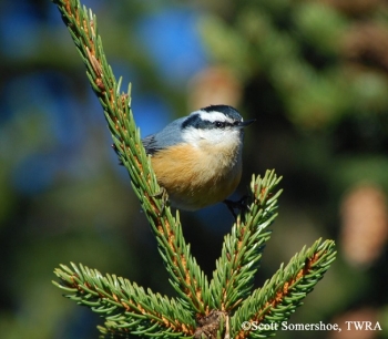 Red-breasted Nuthatch on ceder tree branch tip. Photo Credit Scott Somershoe.