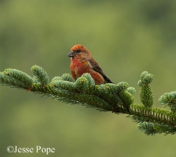Red Crossbill on evergreen branch. Photo Credit: Jesse Pope.