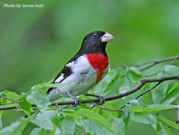 Rose-breasted Grosbeak. Photo Credit: James Hurt.