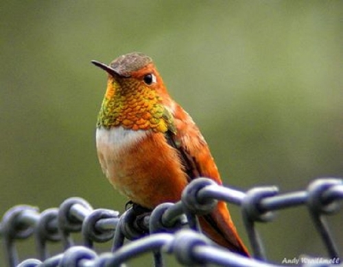 Rufous Hummingbird on a fence.