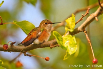 Rufous Hummingbird. Photo Credit: Tom Talbott.