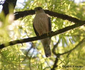 Adult Sharp-Shinned Hawk, perched. Note small head and square tail. Photo Credit Dave Kirschke.