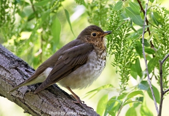 Swainson's Thrush. Photo Credit James Hurt.