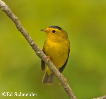 Wilson's Warbler on a small branch. Photo Credit: Ed Schneider.