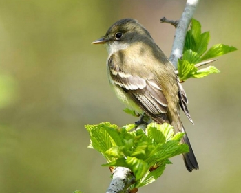 Alder Flycatcher Sitting on branch