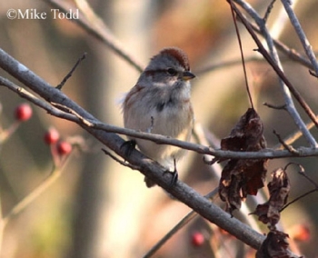 American Tree Sparrow on a small branch. Photo Credit Mike Todd