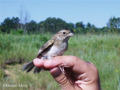 Bachman's Sparrow in hand. Photo Credit Daniel Moss.
