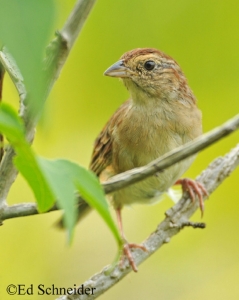 Bachman's Sparrow on small branch. Photo Credit Ed Schneider.