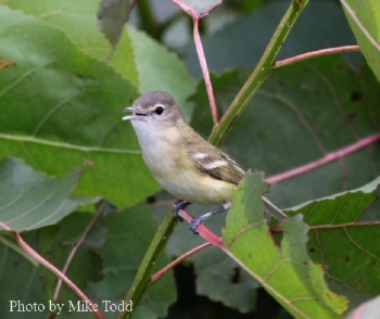 Bell's Vireo on plant stem. Photo Credit: Mike Todd.
