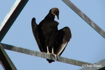 Black Vulture on bridge post. Photo Credit Chris Sloan.