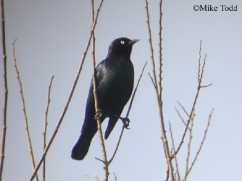Brewer's Blackbird on plant branch. Photo Credit Mike Todd.