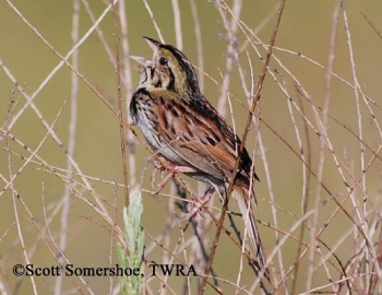 Henslow's Sparrow on tall grass. Photo Credit: Scott Somershoe.