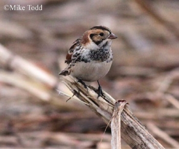 Lapland Longspur in brush. Photo Credit: Mike Todd.