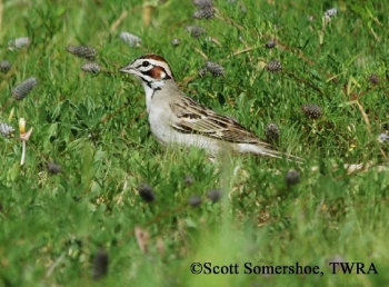 Lark Sparrow in grass. Photo Credit: Scott Somershoe.