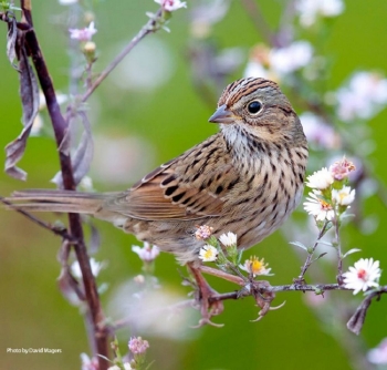 Lincoln's Sparrow in bush. Photo Credit: Daniel Morgan.