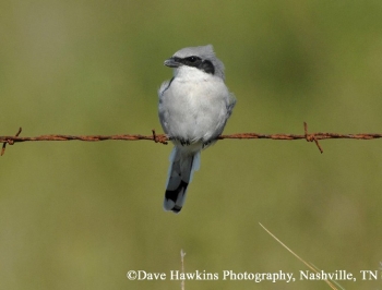 Loggerhead Shrike on fence wire. Photo Credit: Dave Hawkins.