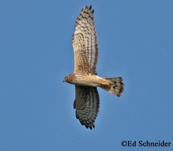 Northern Harrier in flight. Photo Credit: Ed Schneider.