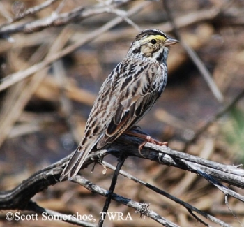 Savannah Sparrow on small branch. Photo Credit: Scott Somershoe.