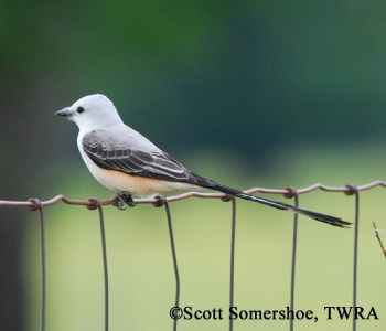 Scissor-tailed Flycatcher on wire fence. Photo credit: Scott Somershoe.
